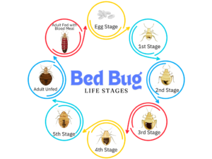 Bed Bug Life Stages