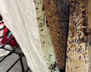 Identifying Bed Bug Infestation